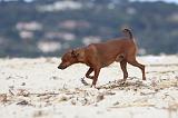 PINSCHER NAIN 035